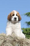 SAINT BERNARD 006